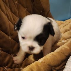 Plum - Black tan and white female Japanese Chin puppy in Vernon, Connecticut from Chin Babies