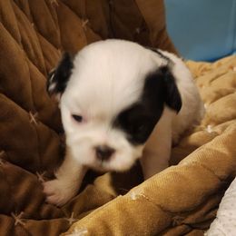 Plum - Black tan and white female Japanese Chin puppy in Vernon, Connecticut from Chin Babies