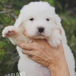 HAALAND - White male Great Pyrenees puppy in Trinidad, Colorado from Prospect Pyrenees
