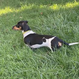 Bella Princess Viola - Black and tan female Dachshund puppy in Sacramento, California from Valentina's mini  AKC Dachshunds