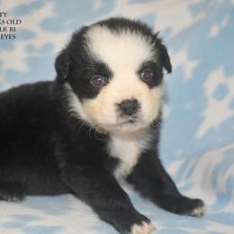 Felicity - Black & white female Miniature Australian Shepherd puppy in Patterson, North Carolina from DreamLine Aussies