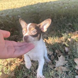 Mocha - Chocolate and white female Chihuahua puppy in Paradise, Texas from KCL Pups
