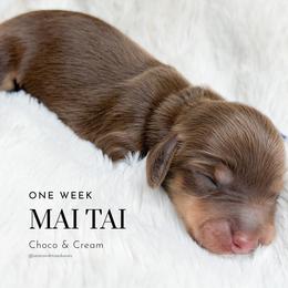 Mai Tai - Chocolate and cream male Dachshund puppy in Redding, California from Jean & Mae Doxies