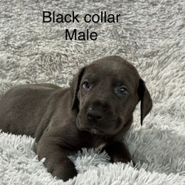 Black collar - Blue male Great Dane puppy in Chippewa Falls, Wisconsin from Wheaton Prairie Danes-www.wpdanes.com