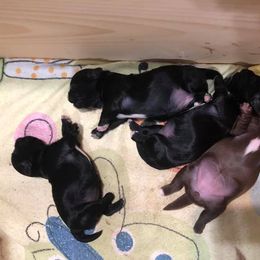 Shih Tzu Puppies from Lil' Darlin' Shih Tzus of the Virginia Blue Ridge