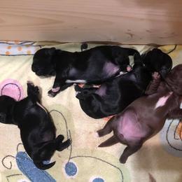 Shih Tzu Puppies from Lil' Darlin' Shih Tzus of the Virginia Blue Ridge