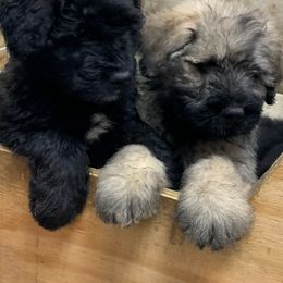 Bouvier des Flandres Puppies from Bouvier's of Rockingham