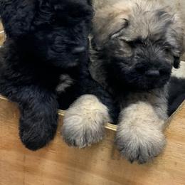 Bouvier des Flandres Puppies from Bouvier's of Rockingham