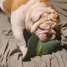 Bulldog Puppies from Pappy's Bullies