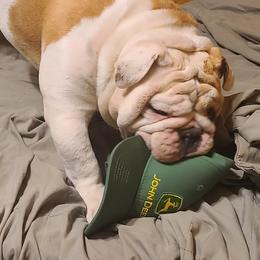 Bulldog Puppies from Pappy's Bullies
