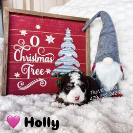 Holly - Tri-color female Bernedoodle puppy in Sulphur Bluff, Texas from V6 Ranch Dogs
