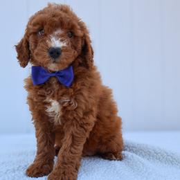 Cooper - Red  male Goldendoodle puppy in Apopka, Florida from Rae Precious Puppies