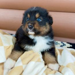 Tippy - Black tri-color male Australian Shepherd puppy in Harrison, Arkansas from Von Struve Australian Shepherds