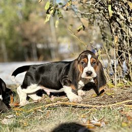 Basset Hound Puppies from Plummer Mountain Kennels