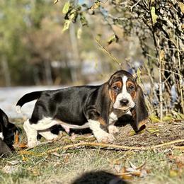 Basset Hound Puppies from Plummer Mountain Kennels