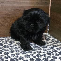 Trixy Boy 2 - Black male Shih Tzu puppy in Meadows Of Dan, Virginia from Walt’s Shih Tzus