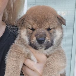 Renji - Red male Shiba Inu puppy in Marianna, Florida from Diwasou