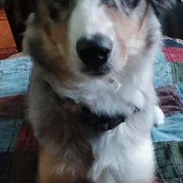 Miniature Australian Shepherd and Toy Australian Shepherd Puppies from Pawesome Lil Aussies