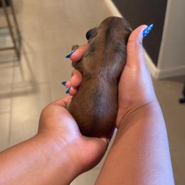 Boy 2 - Red male Dachshund puppy in Belen, New Mexico from Chavez Longhair Lowriders