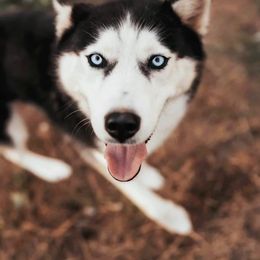 Glacier - Siberian Husky