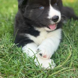 Layne aka Aya - Agouti and white female Siberian Husky puppy in Corvallis, Montana from Double H Siberians