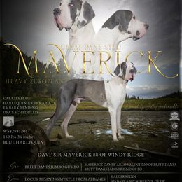 Maverick - Great Dane