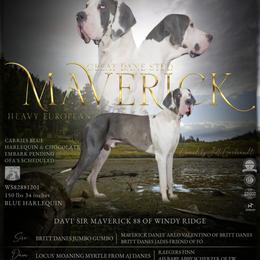 Maverick - Great Dane