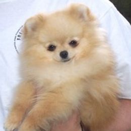 Crystal  - Pomeranian
