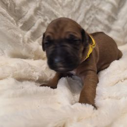 Girl 3 - Rd whtn blk nose female Rhodesian Ridgeback puppy in Kansas City, Missouri from Stoneridge Ridgebacks