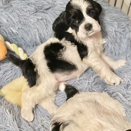 Cocker Spaniel Puppies from Troy’s Cockers