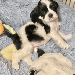 Cocker Spaniel Puppies from Troy’s Cockers
