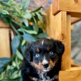 Cap' n Crunch - male Australian Mountain Doodle puppy in Randolph, Utah from Dry Canyon Pups