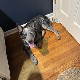 Charlie - Blue speckled male Australian Cattle Dog puppy in Fairview, Oklahoma from Flying D Kennels