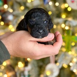 Nessa-Rose - Phantom female Poodle puppy in Bellville, Ohio from Cedar Ridge Standard Poodles