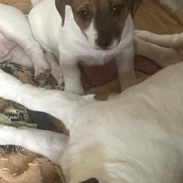 Border Collie and Jack Russell Terrier Puppies from CP FARMS BORDER COLLIES N JACKS CORP