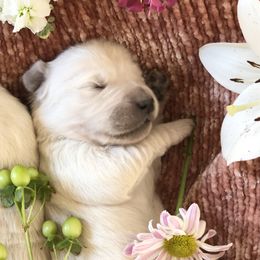 Golden Retriever Puppies from Brightside Goldens