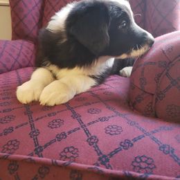 Border Collie Puppies from J & S Borders