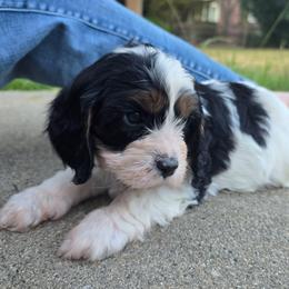 Yuba - Tri-color male Cavapoo puppy in Auburn, California from Gold Country Doodles