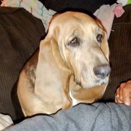 Livi - Basset Hound