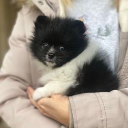 Oreo - Black parti male Pomeranian puppy in Citrus Heights, California from Yev and Marina's Pomeranians (AKC)