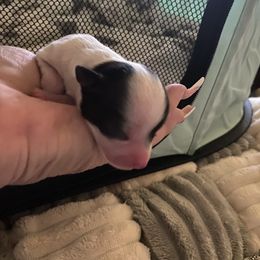 Gema - Black and white female Chihuahua puppy in Red Bluff, California from Aye Chihuahua