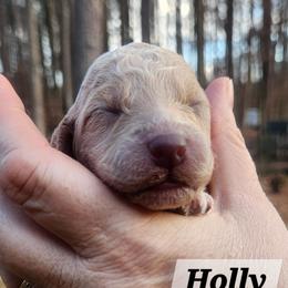 Holly - Cream female Aussiedoodle puppy in Powder Springs, Georgia from My Classy Doodles