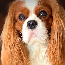 Cavalier King Charles Spaniels from Postma’s Puppies