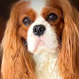 Cavalier King Charles Spaniels from Postma’s Puppies