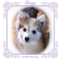 Freya - Pomsky