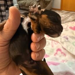 Rolo - Black and tan male Cavalier King Charles Spaniel puppy in Kirksville, Missouri from Royal Country Cavaliers of Missouri