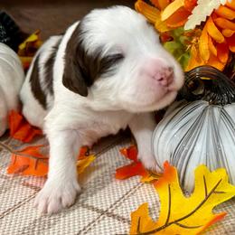 Acorn - Brown and white male Bernedoodle puppy in Gilbert, Arizona from The Berne Barn... it’s a Doodle thing!