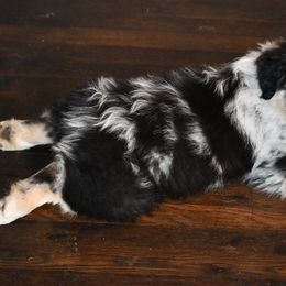 Australian Shepherd All Grown Up from K & R Australian Shepherds