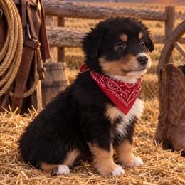 Jet - Black tri male Miniature American Shepherd puppy in Covington County, Alabama from Sweetbay Aussies/ Miniature American Shepherds