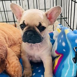 French Bulldog Puppies from Valhalla Frenchies